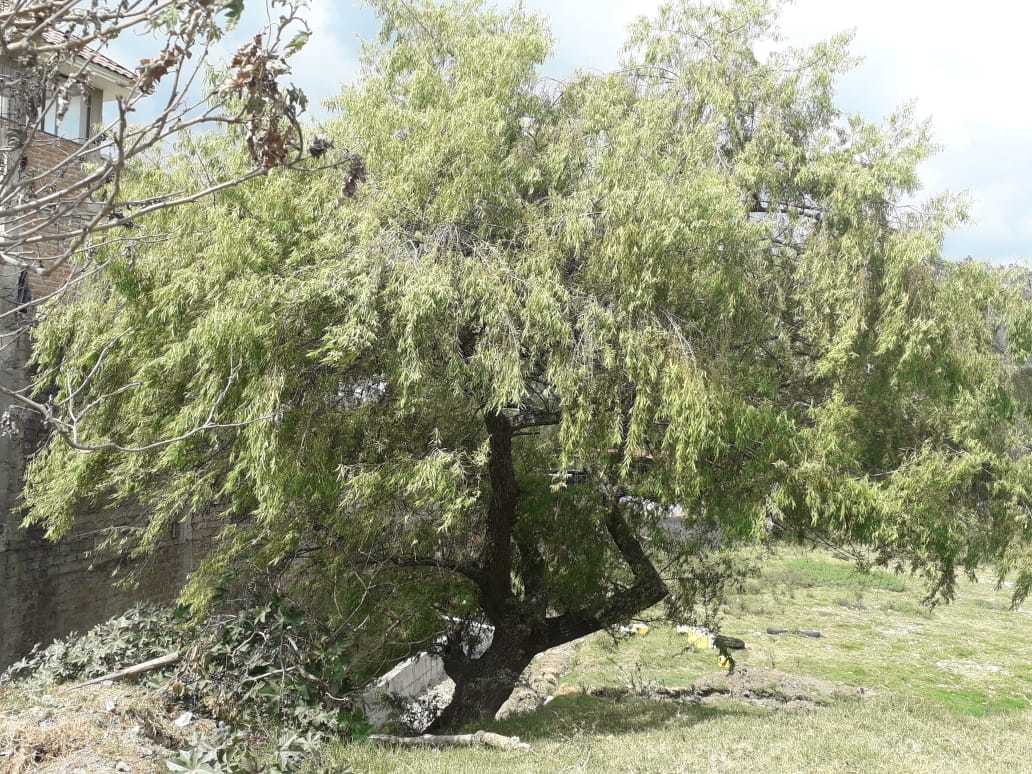 Salix image