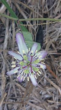 Media resource of Passiflora punctata