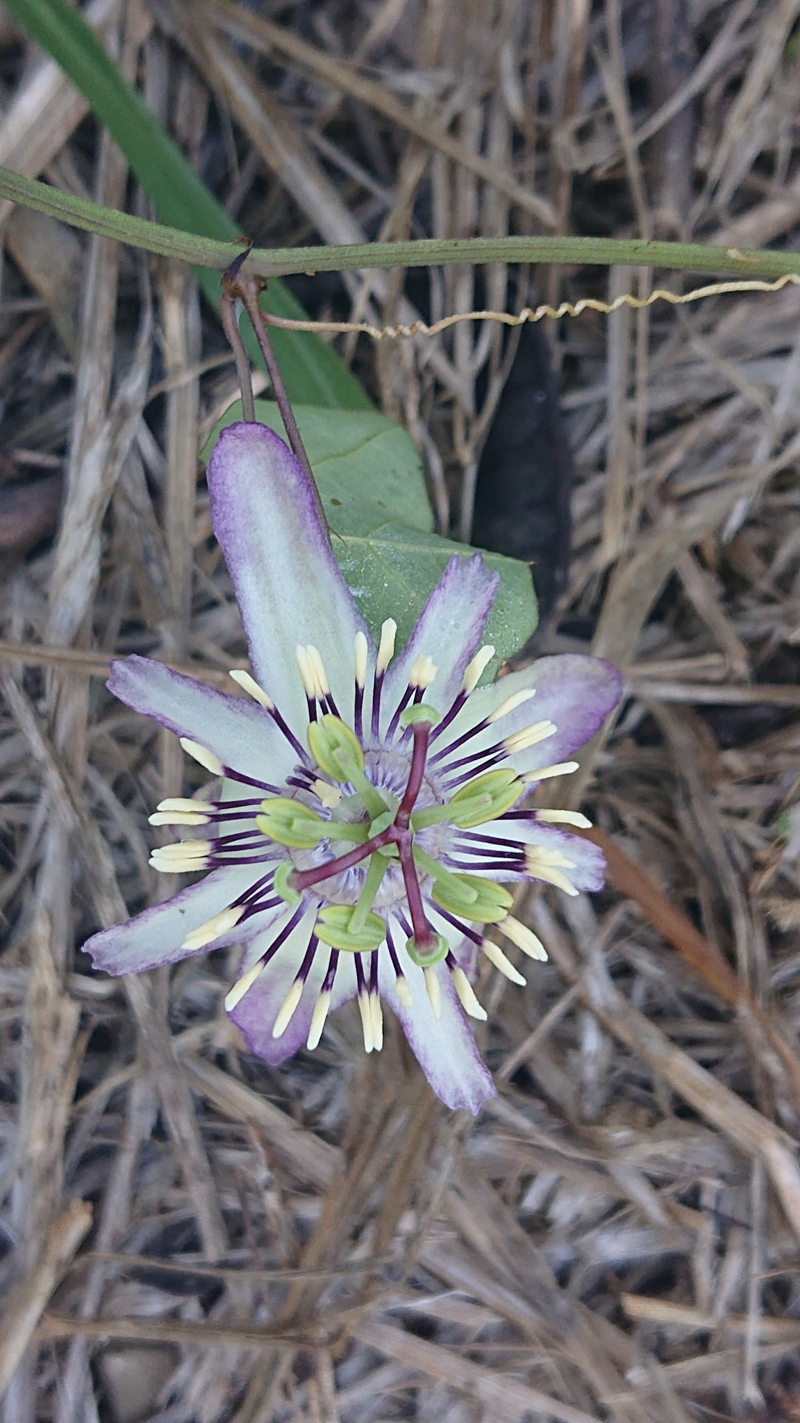 Passiflora punctata image