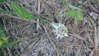 Passiflora punctata image