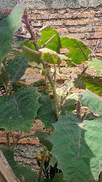 Solanum quitoense image