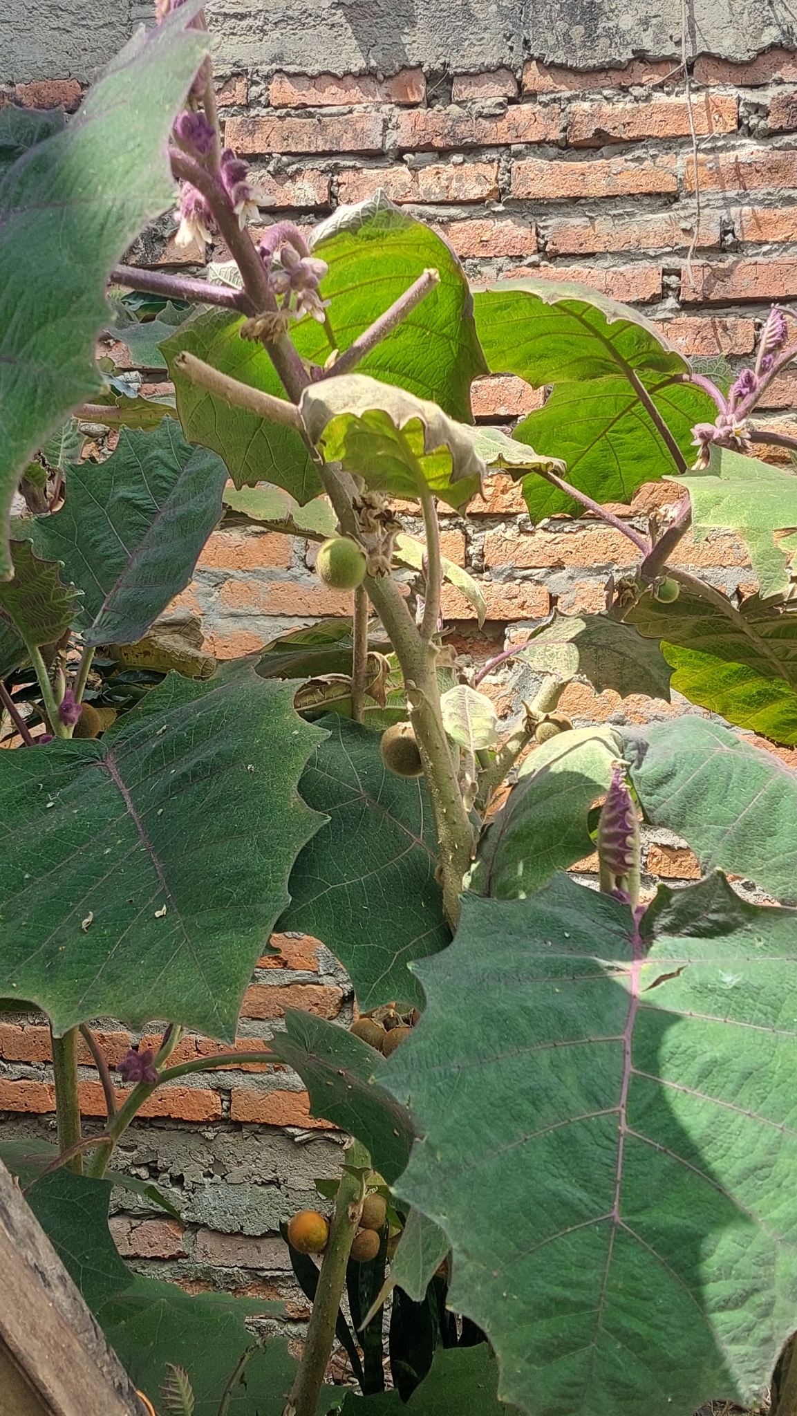 Solanum quitoense image