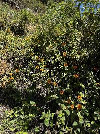 Thunbergia alata image