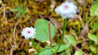 Acmella leucantha image