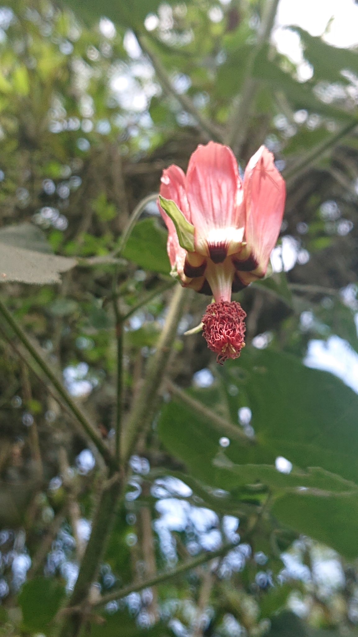 Abutilon reflexum image