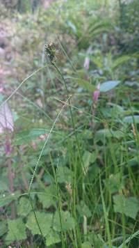 Media resource of Carex bonplandii