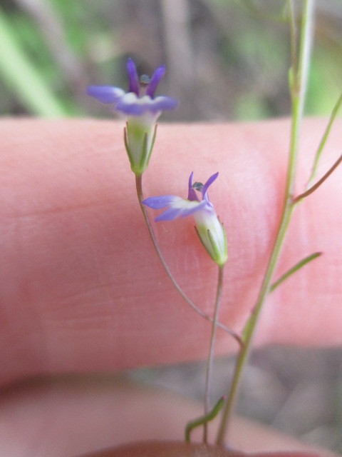 Diastatea image