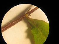 Media resource of Diastatea micrantha