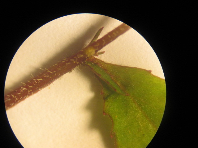 Diastatea image