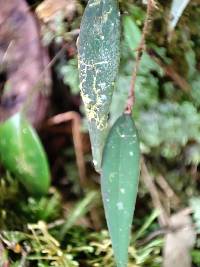 Lepanthes intonsa image