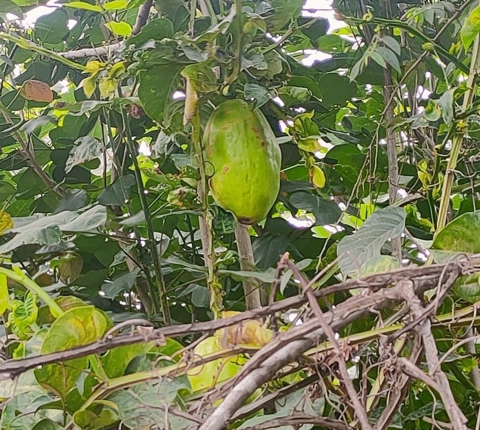 Passiflora quadrangularis image