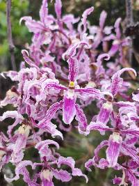 Cyrtochilum alboroseum image