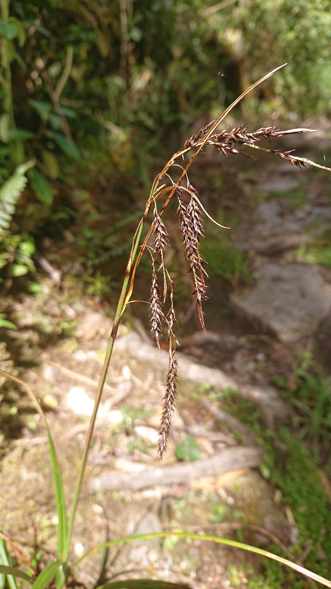 Carex jamesonii image
