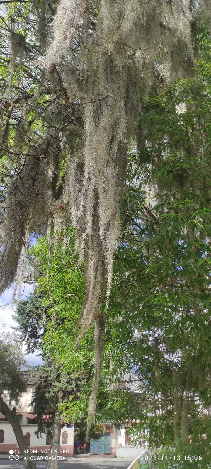 Tillandsia usneoides image