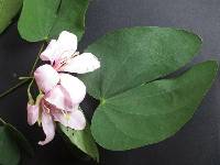 Media resource of Bauhinia ayabacensis