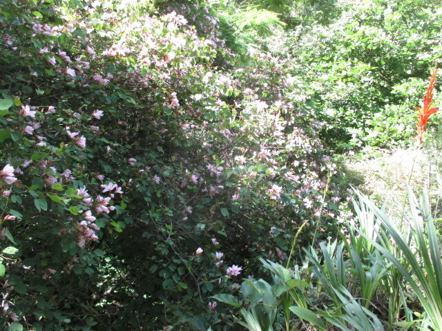 Bauhinia image
