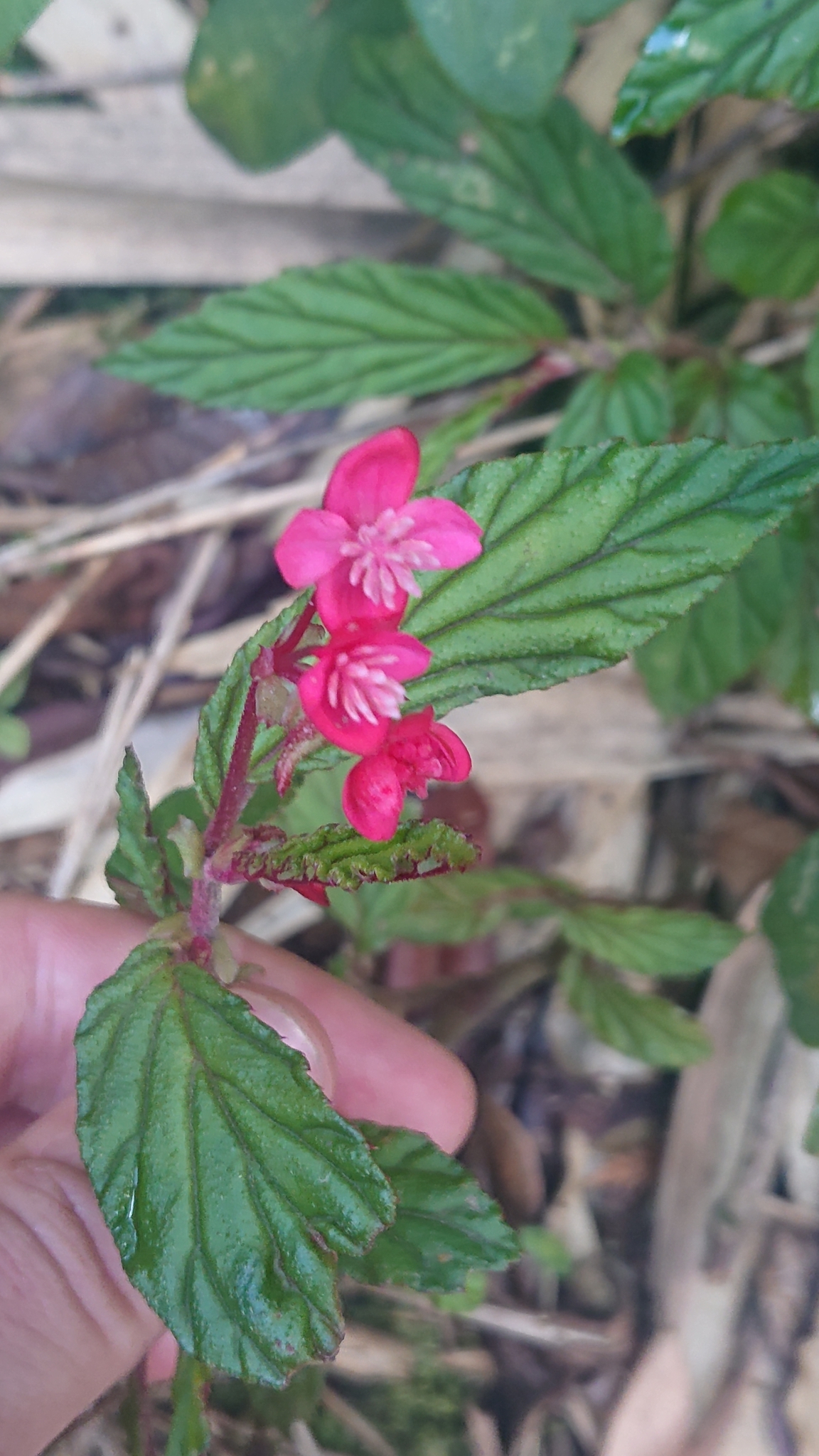 Begonia urticae image