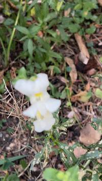 Media resource of Antirrhinum majus