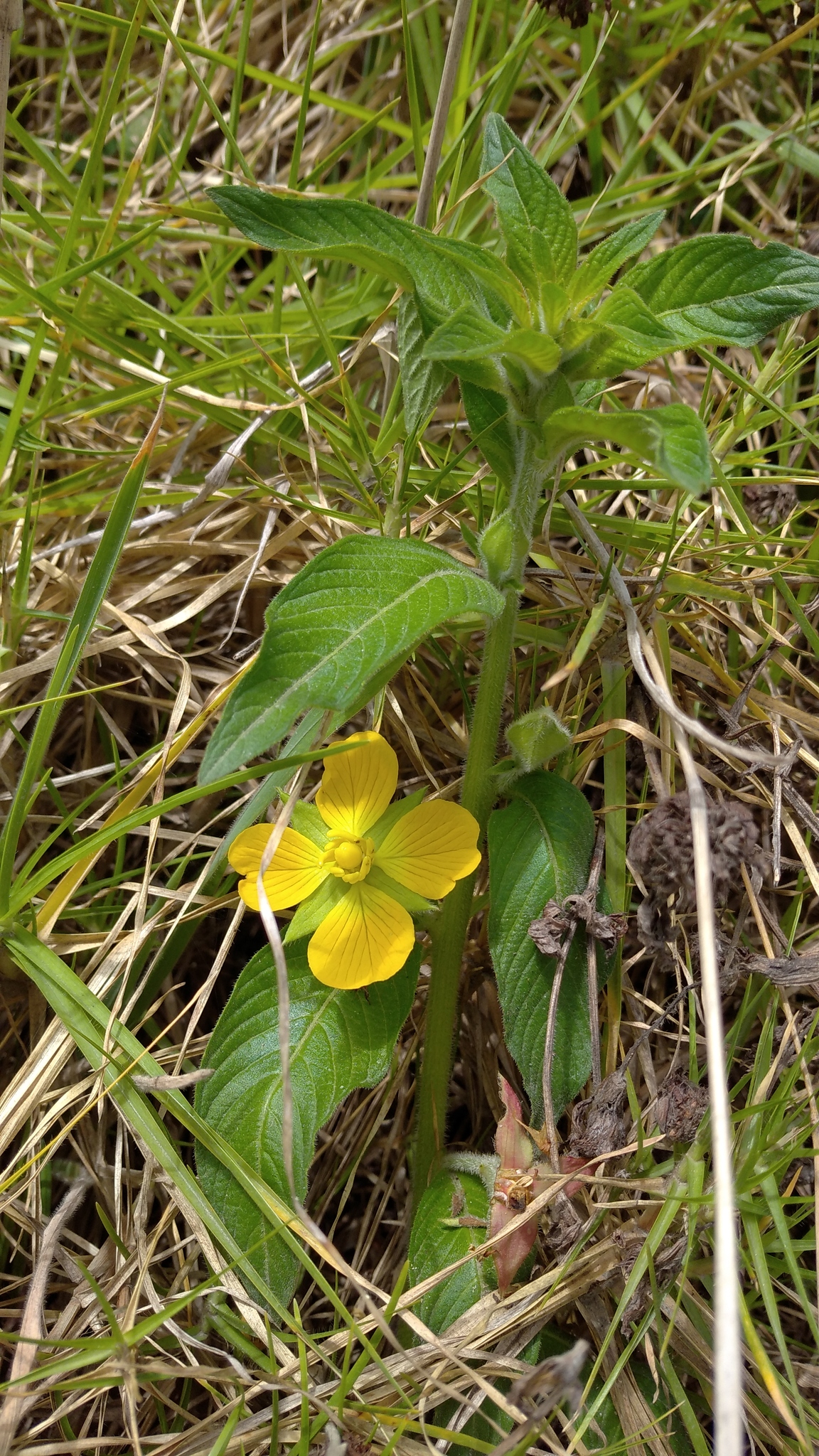 Ludwigia peruviana image