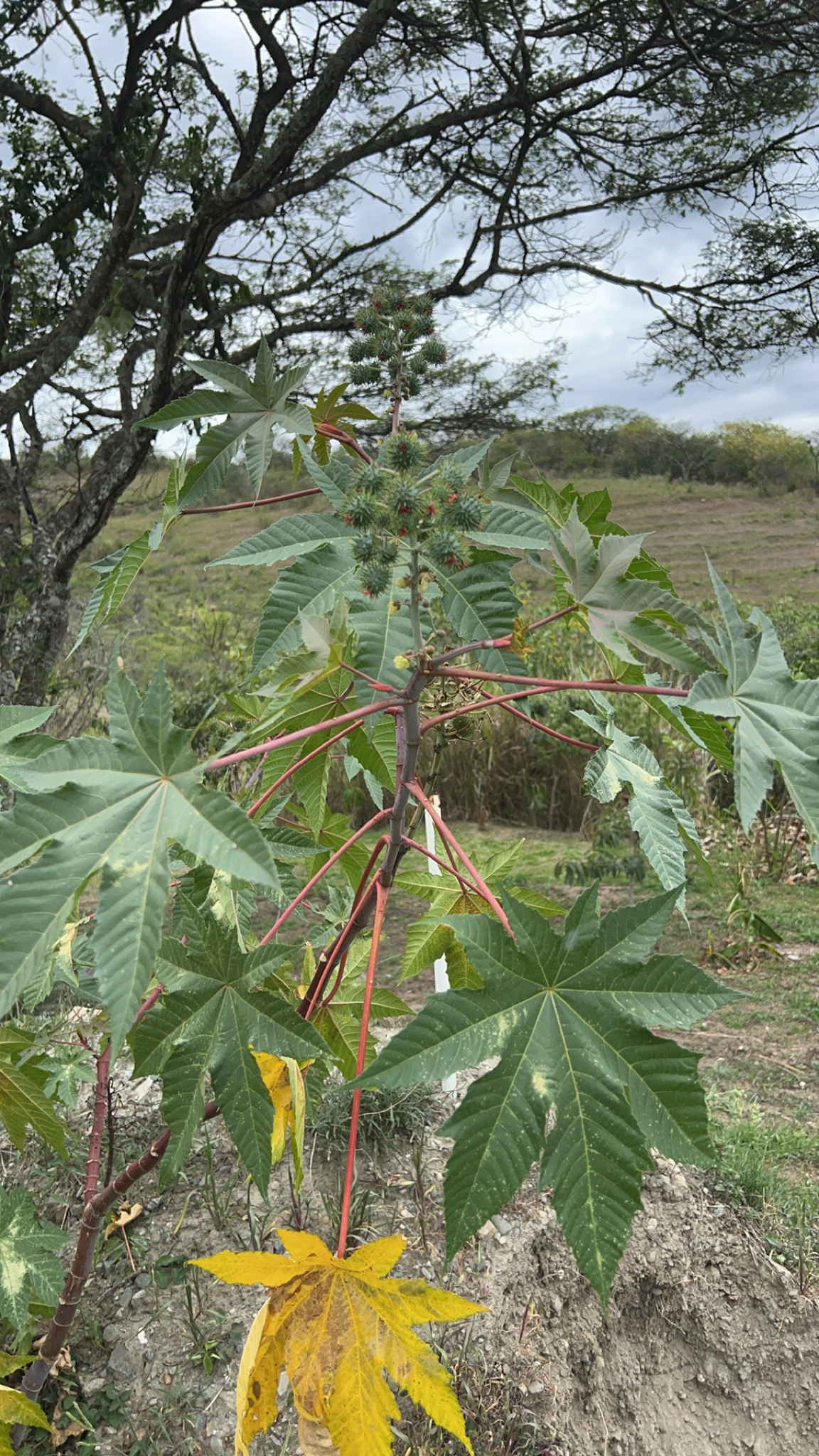 Ricinus communis image