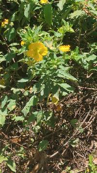 Media resource of Ludwigia peruviana