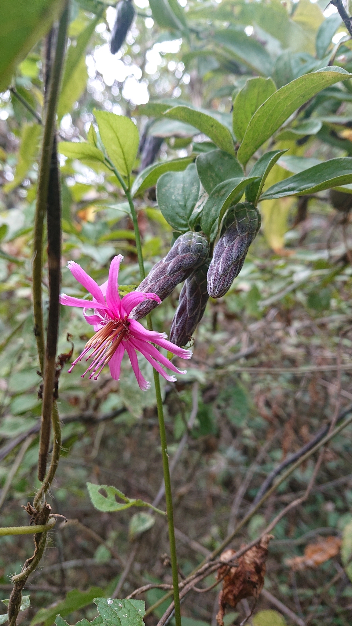 Barnadesia arborea image