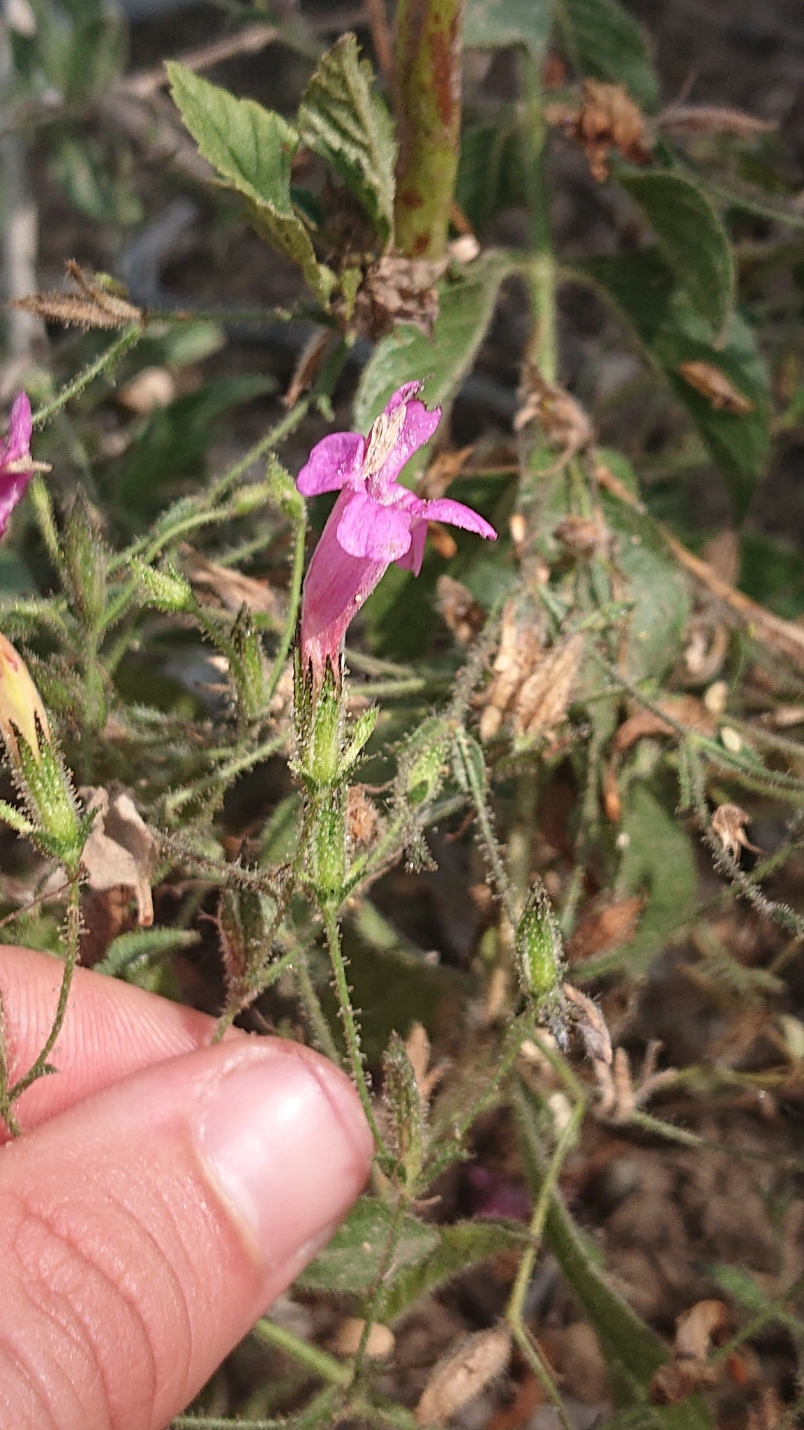 Ruellia image