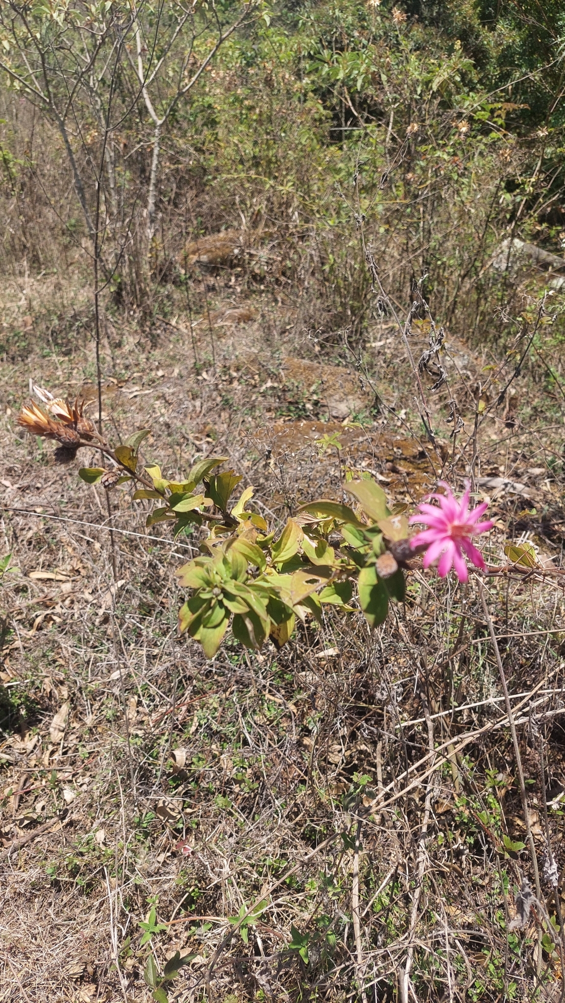 Barnadesia image