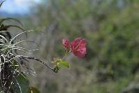 Bougainvillea peruviana image
