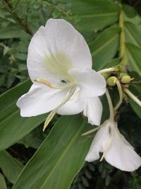 Hedychium coronarium image