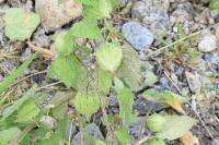 Physalis peruviana image