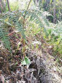 Media resource of Pteridium esculentum