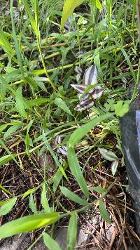 Media resource of Tradescantia zebrina