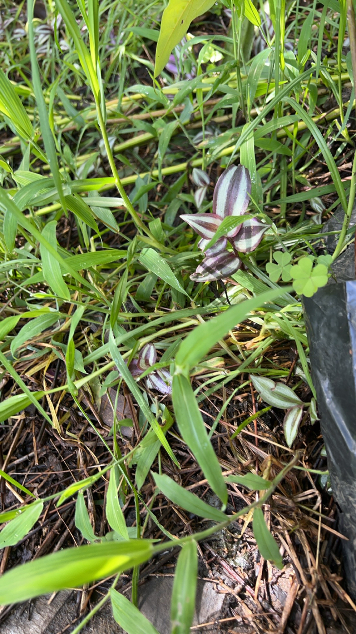 Tradescantia zebrina image