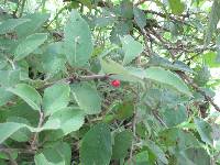 Xylosma velutina image
