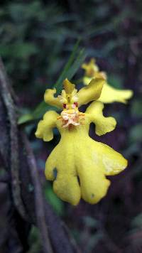 Media resource of Erycina pusilla