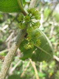 Xylosma velutina image