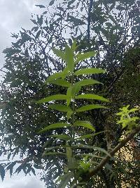 Aloysia citrodora image