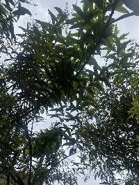 Aloysia citrodora image