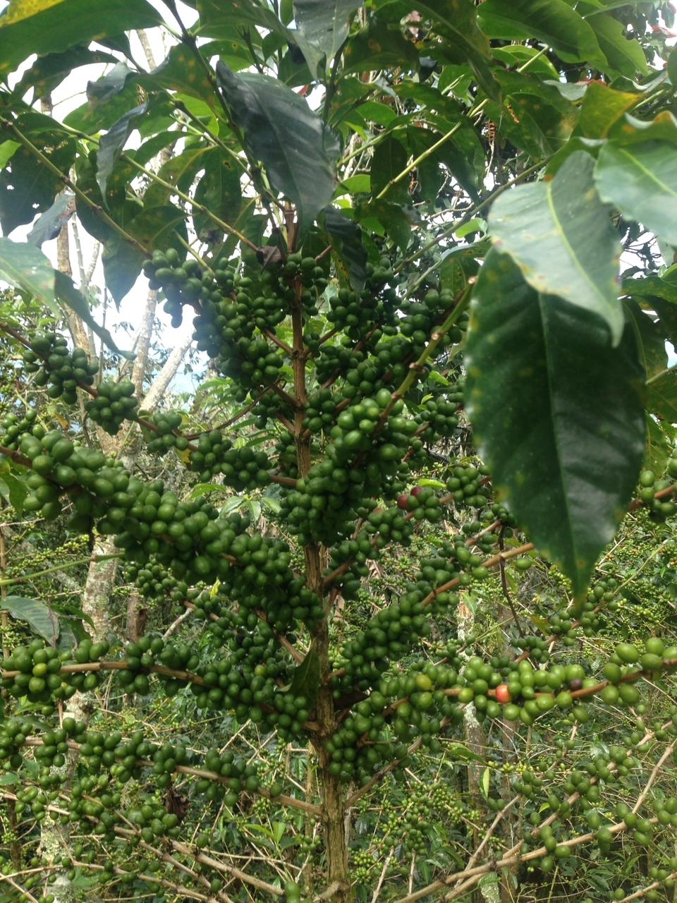 Coffea arabica image