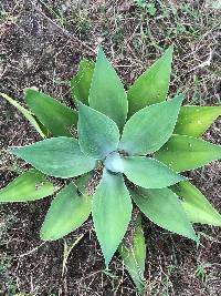 Media resource of Agave attenuata