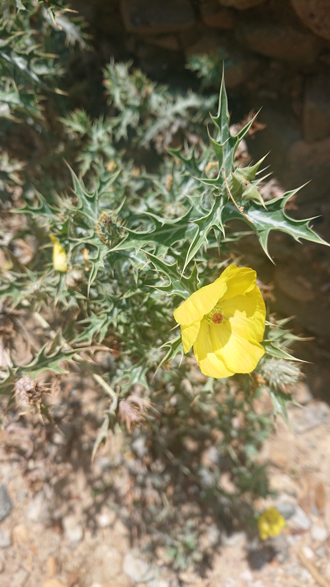 Argemone image