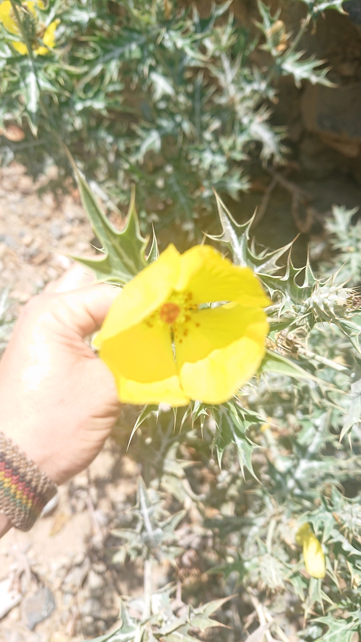 Argemone mexicana image