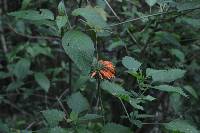 Leonotis nepetifolia image