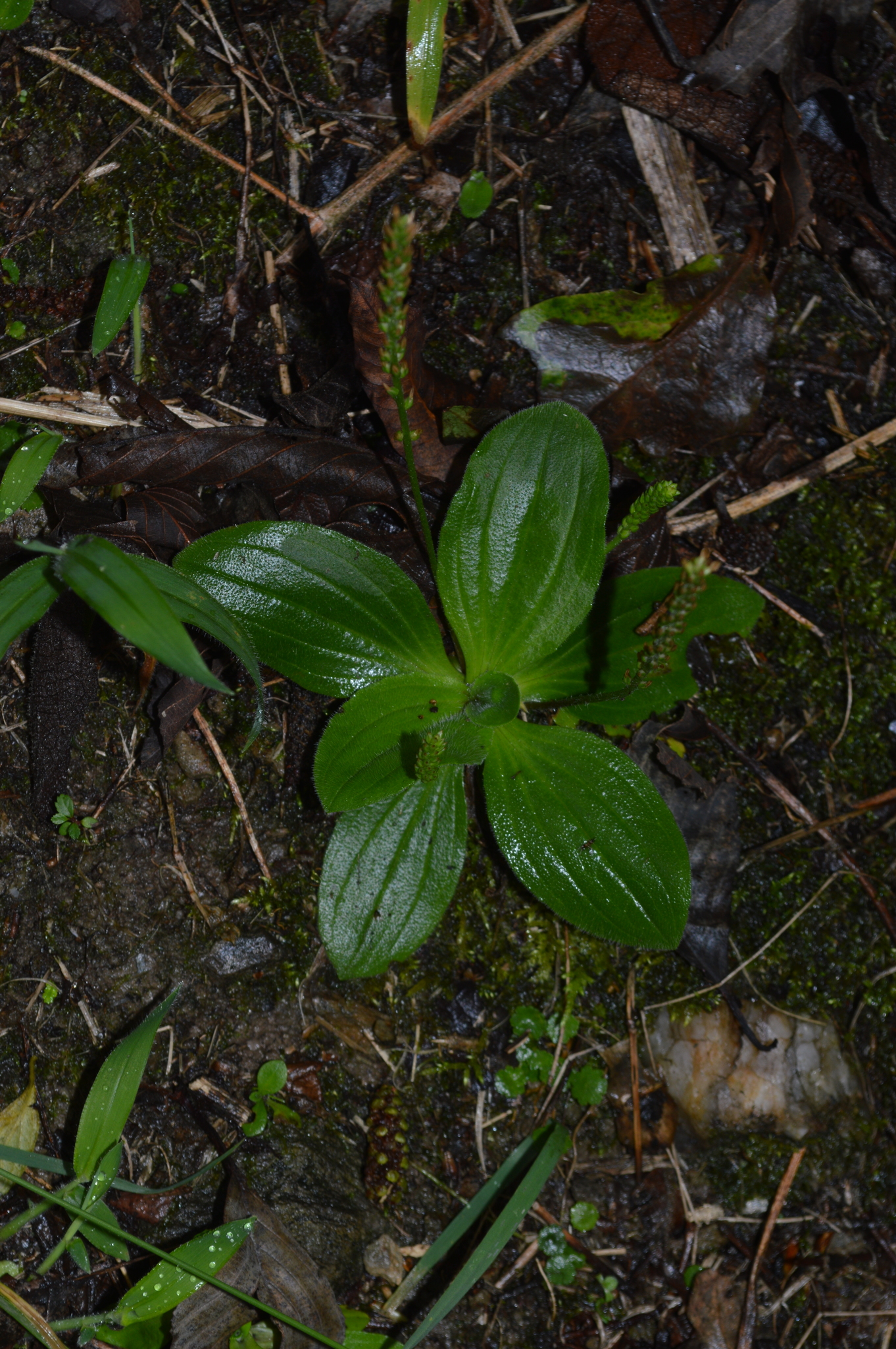 Plantago image
