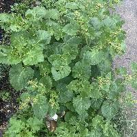 Mirabilis viscosa image