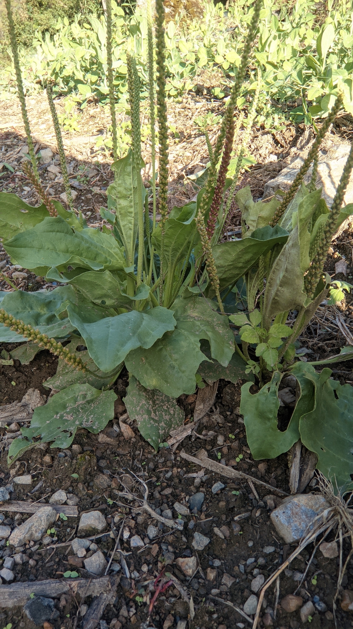 Plantago major image