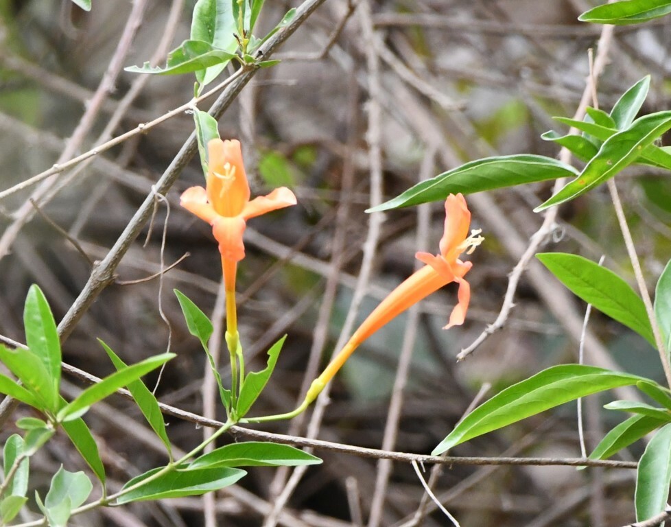 Bignonia longiflora image
