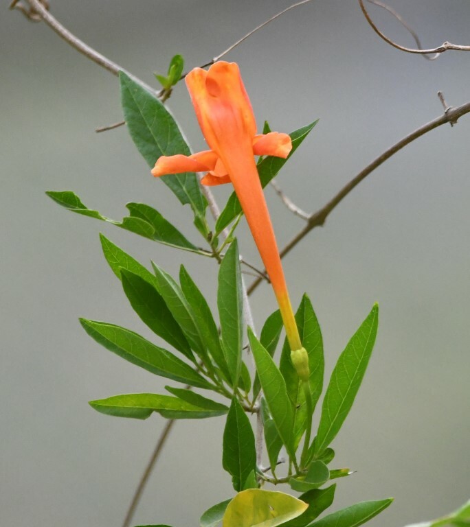 Bignonia image