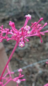 Media resource of Vasconcellea parviflora